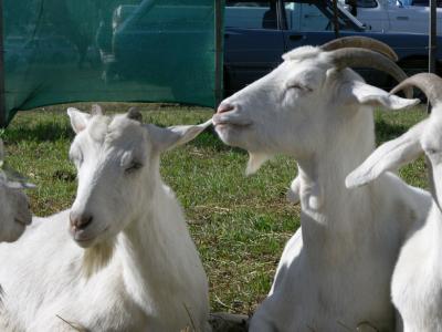 *NÚMEROFAUNA* ENERO Y LAS CABRAS  II